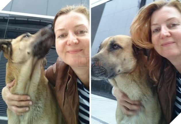 Chó hoang ngồi đợi suốt 6 tháng trời chỉ vì cô gái vuốt ve chú 3