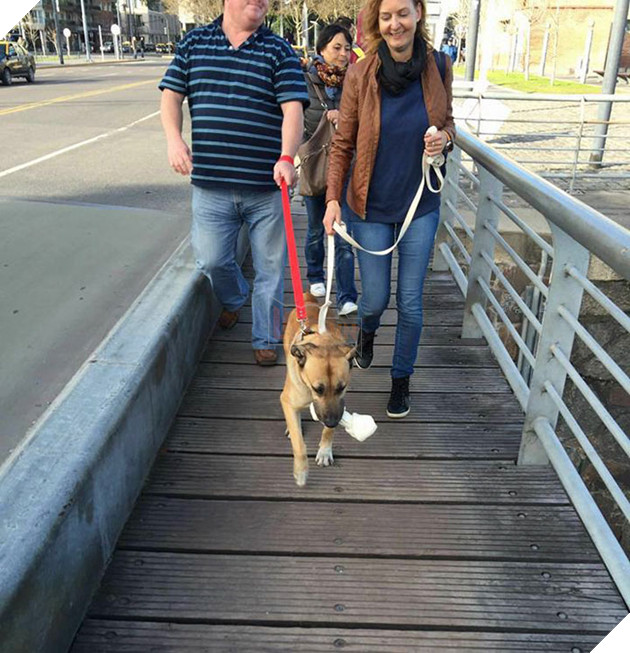 Chó hoang ngồi đợi suốt 6 tháng trời chỉ vì cô gái vuốt ve chú 4