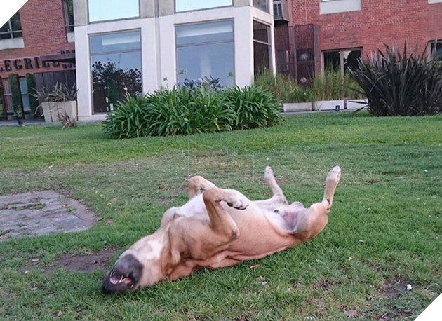 Chó hoang ngồi đợi suốt 6 tháng trời chỉ vì cô gái vuốt ve chú 5