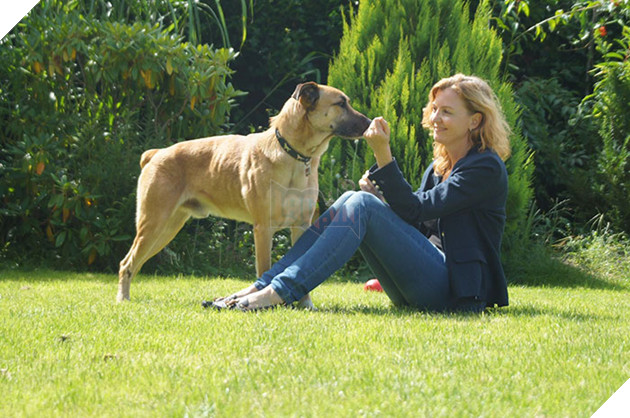 Chó hoang ngồi đợi suốt 6 tháng trời chỉ vì cô gái vuốt ve chú 6