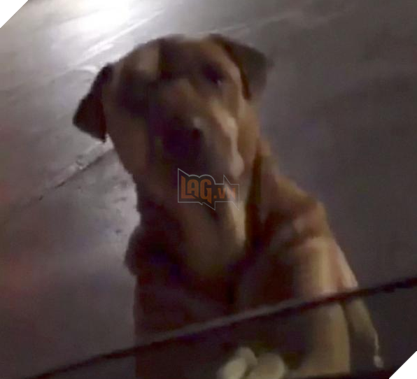 Cô chó với chiêu trò đánh tâm lý không nằm ngoài mục đích xin ăn khiến CĐM cười bò 3