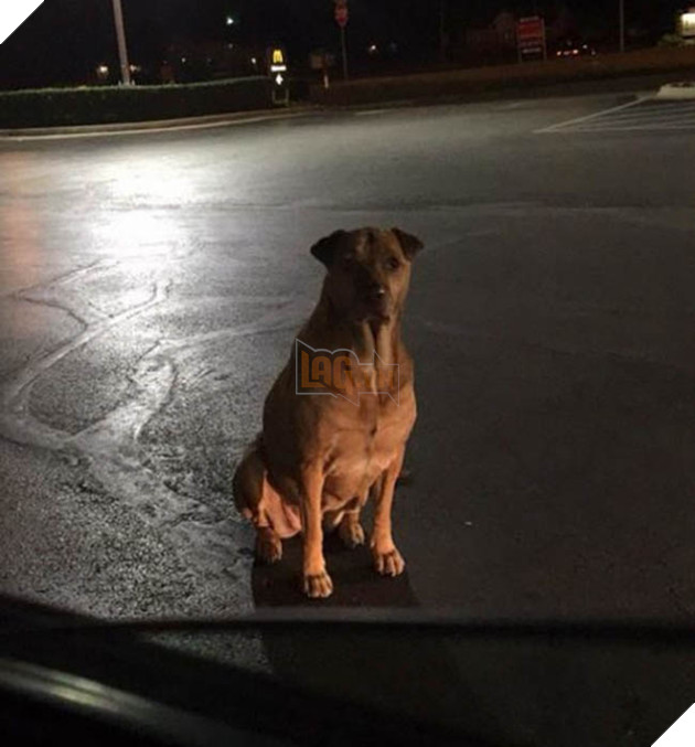 Cô chó với chiêu trò đánh tâm lý không nằm ngoài mục đích xin ăn khiến CĐM cười bò