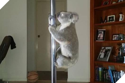 poledancekoala