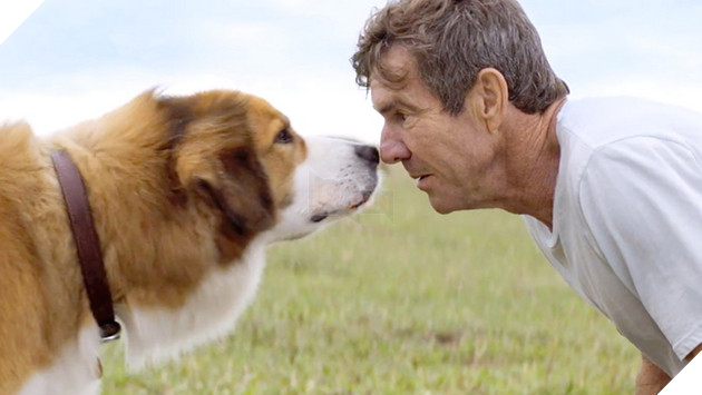 Review phim Đường về nhà của cún con: Lòng trung thành và yêu thương chân thật trên từng thước phim 6