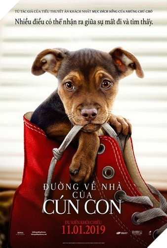 Review phim Đường về nhà của cún con: Lòng trung thành và yêu thương chân thật trên từng thước phim 8