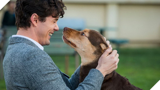 Review phim Đường về nhà của cún con: Lòng trung thành và yêu thương chân thật trên từng thước phim