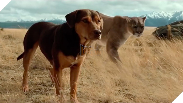 Review phim Đường về nhà của cún con: Lòng trung thành và yêu thương chân thật trên từng thước phim 3