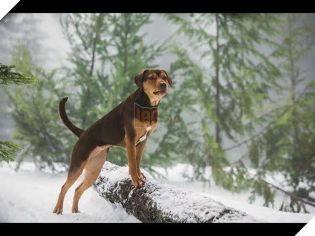 Review phim Đường về nhà của cún con: Lòng trung thành và yêu thương chân thật trên từng thước phim 5