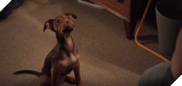 Review phim Đường về nhà của cún con: Lòng trung thành và yêu thương chân thật trên từng thước phim 2