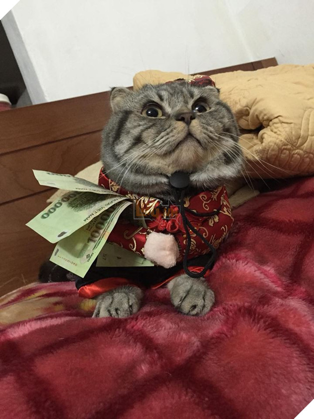 Sẽ thế nào khi tết năm nay bạn thất thu lì xì? Đây là bộ mặt Boss của chúng ta 7