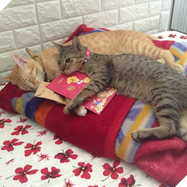 Sẽ thế nào khi tết năm nay bạn thất thu lì xì? Đây là bộ mặt Boss của chúng ta 3