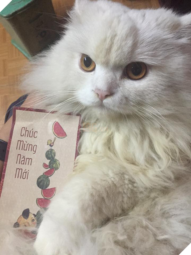 Sẽ thế nào khi tết năm nay bạn thất thu lì xì? Đây là bộ mặt Boss của chúng ta 4