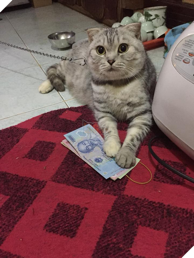 Sẽ thế nào khi tết năm nay bạn thất thu lì xì? Đây là bộ mặt Boss của chúng ta 5