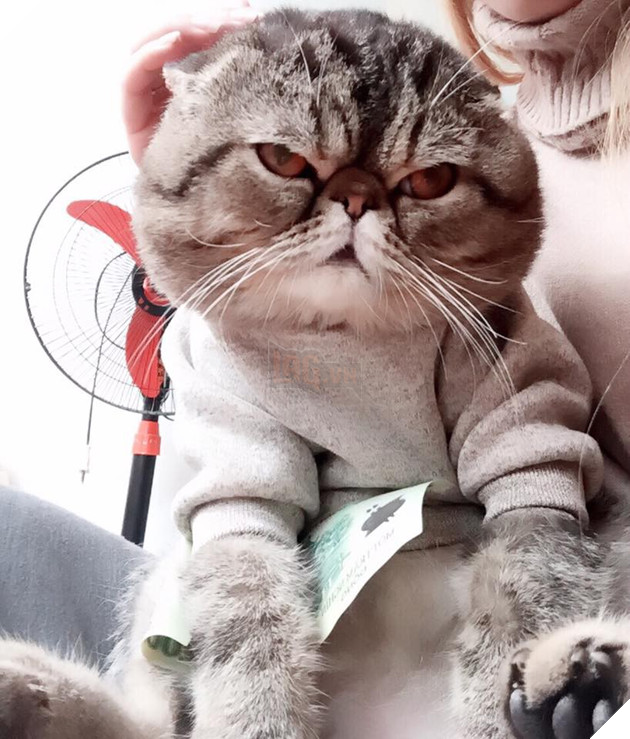 Sẽ thế nào khi tết năm nay bạn thất thu lì xì? Đây là bộ mặt Boss của chúng ta 12