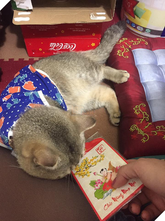 Sẽ thế nào khi tết năm nay bạn thất thu lì xì? Đây là bộ mặt Boss của chúng ta 15