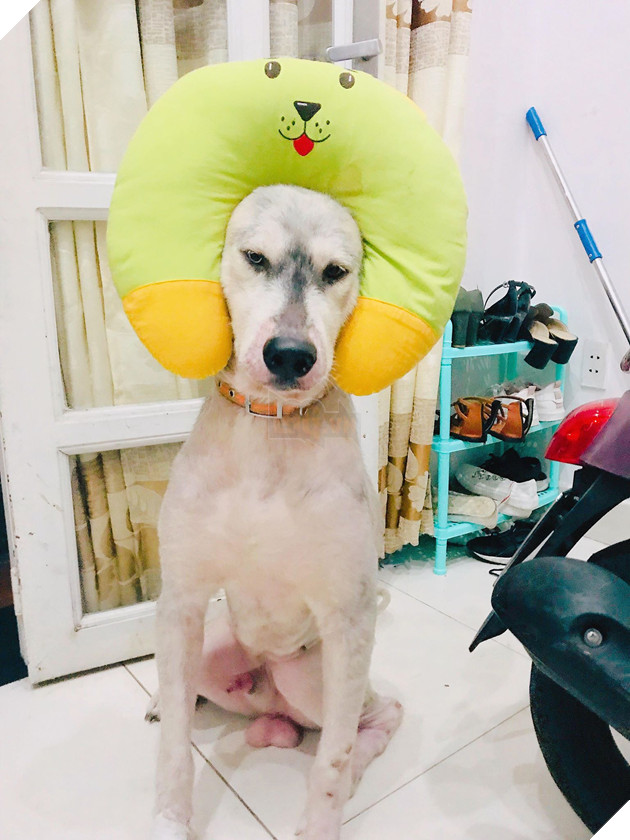 Ôm boss ngồi thùng xe để chuyển nhà, cô bạn dễ thương bị nhầm là... trộm chó khiến dân mạng cười bò - Ảnh 8. Ôm boss ngồi thùng xe để chuyển nhà, cô bạn dễ thương bị nhầm là... trộm chó khiến dân mạng cười bò - Ảnh 8.