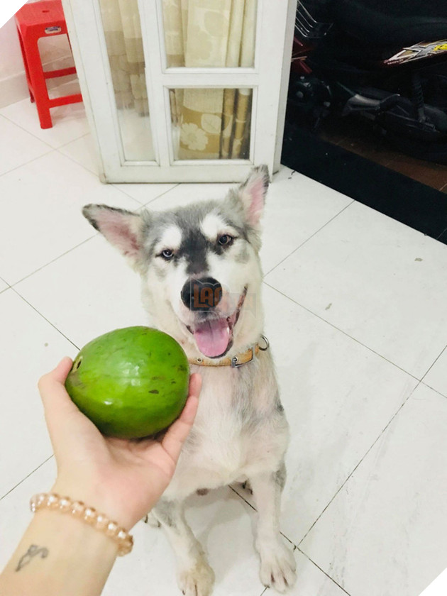 Không thể éo le hơn: Ôm boss ngồi thùng xe để chuyển nhà, cô bạn dễ thương bị nhầm là... trộm chó - Ảnh 6. Không thể éo le hơn: Ôm boss ngồi thùng xe để chuyển nhà, cô bạn dễ thương bị nhầm là... trộm chó - Ảnh 6.