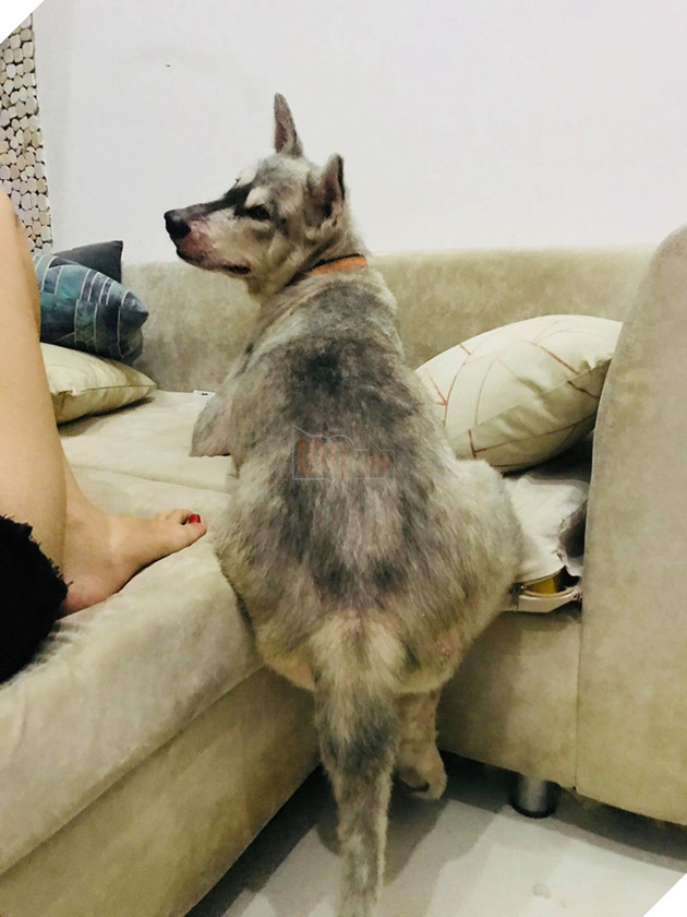 Không thể éo le hơn: Ôm boss ngồi thùng xe để chuyển nhà, cô bạn dễ thương bị nhầm là... trộm chó - Ảnh 6. Không thể éo le hơn: Ôm boss ngồi thùng xe để chuyển nhà, cô bạn dễ thương bị nhầm là... trộm chó - Ảnh 6.