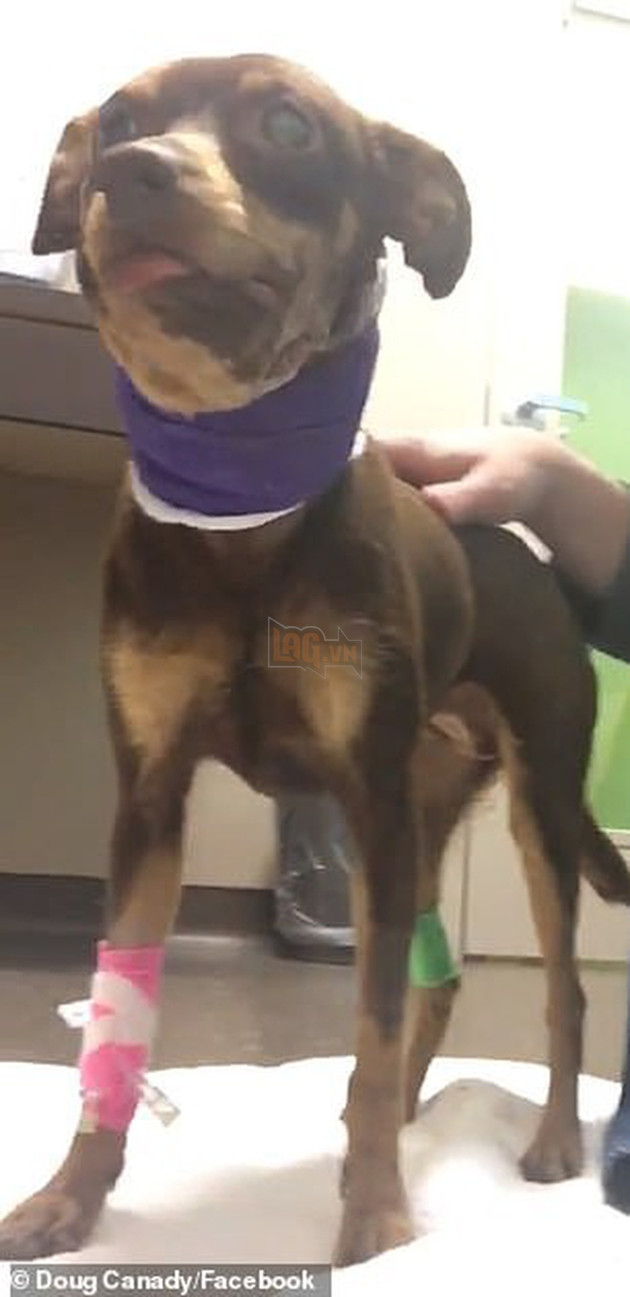 Bị l&#234;n &#225;n v&#236; bắn ch&#243; của người d&#226;n, anh cảnh s&#225;t Mỹ thanh minh &quot;T&#244;i chỉ bắn th&#244;i, vi&#234;n đạn tự bay v&#224;o đầu n&#243; đấy chứ&quot; - Ảnh 5.