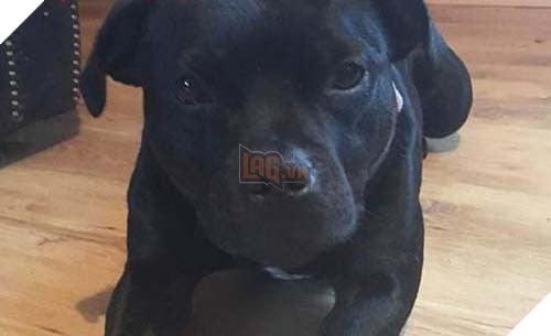 Chú chó trung thành tấn công kẻ hiếp dâm để bảo vệ cô chủ 2