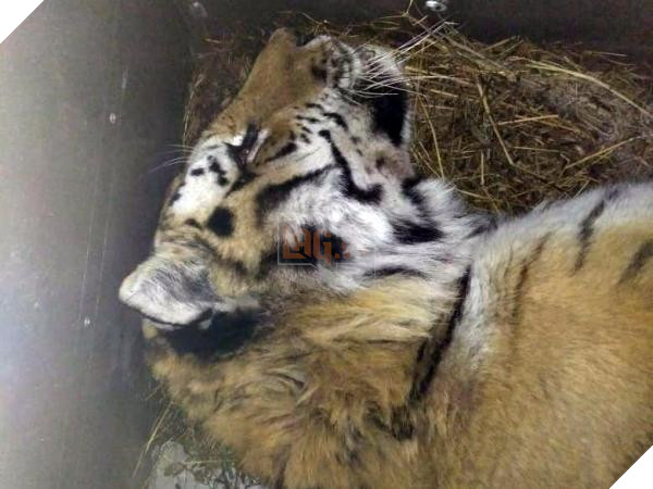 Chu ho bi thuong tuyet vong tim den su giup do cua con nguoi 3 Chú hổ bị thương tuyệt vọng tìm đến sự giúp đỡ của con người 3