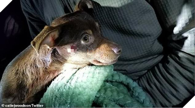 Bị lên án vì bắn chó của người dân, anh cảnh sát Mỹ thanh minh Tôi chỉ bắn thôi, viên đạn tự bay vào đầu nó đấy chứ - Ảnh 4.