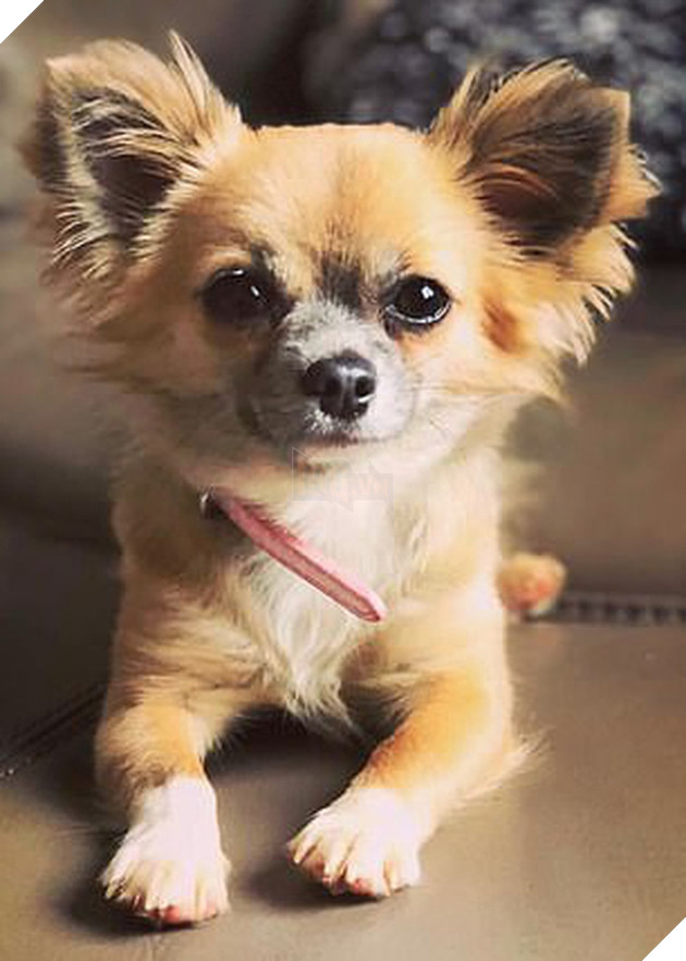 Tưởng chủ nh&#226;n vẫn c&#242;n kẹt trong xe tải bốc ch&#225;y, ch&#250; ch&#243; nhảy v&#224;o cứu th&#236; chiếc xe ph&#225;t nổ - Ảnh 3.