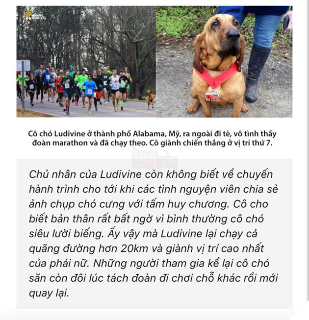 Mỹ: Chú Chó Ludivine vô tình chạy marathon 21km, giành vị trí thứ 7 2