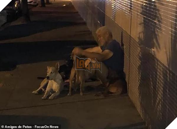 Xúc động chuyện những ‘chú chó Hachiko’ của Brazil chờ chủ nhân nhiều ngày trước cổng bệnh viện 3