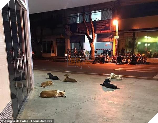 Xúc động chuyện những ‘chú chó Hachiko’ của Brazil chờ chủ nhân nhiều ngày trước cổng bệnh viện