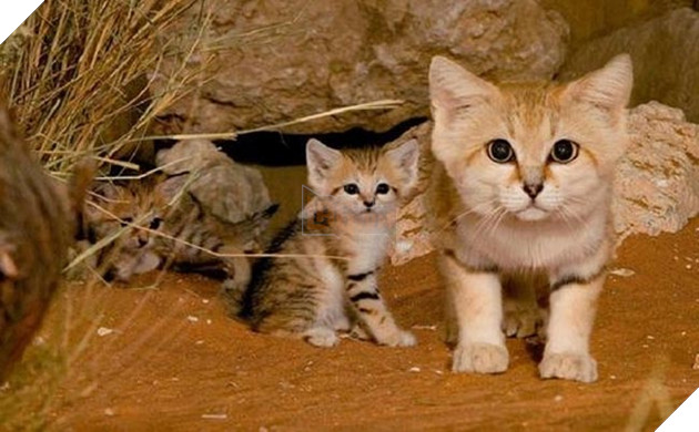 những loài mèo siêu hiếm siêu lạ siêu đáng yêu