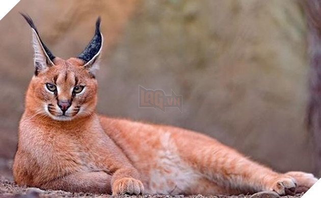 những loài mèo siêu hiếm siêu lạ siêu đáng yêu