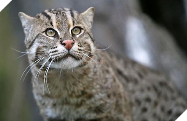 những loài mèo siêu hiếm siêu lạ siêu đáng yêu