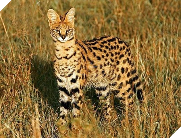 những loài mèo siêu hiếm siêu lạ siêu đáng yêu