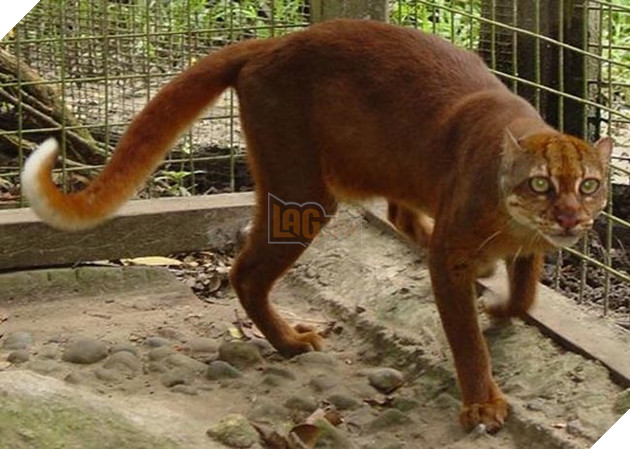 những loài mèo siêu hiếm siêu lạ siêu đáng yêu