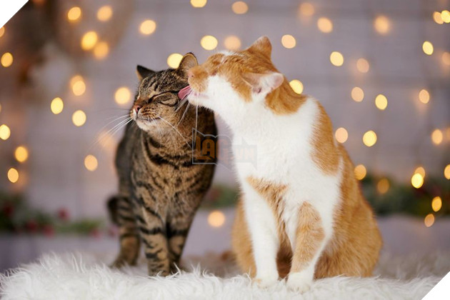 Chùm ảnh về chú mèo không mắt nhưng biết nhìn ngắm cuộc đời bằng cả trái tim - Ảnh 2. Chùm ảnh về chú mèo không mắt nhưng biết nhìn ngắm cuộc đời bằng cả trái tim - Ảnh 2.