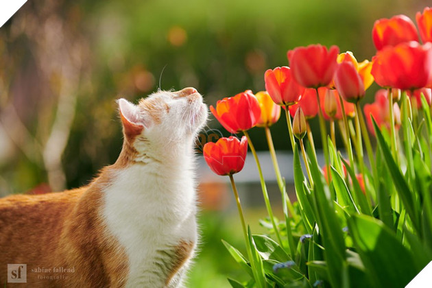 Chùm ảnh về chú mèo không mắt nhưng biết nhìn ngắm cuộc đời bằng cả trái tim - Ảnh 10. Chùm ảnh về chú mèo không mắt nhưng biết nhìn ngắm cuộc đời bằng cả trái tim - Ảnh 10.
