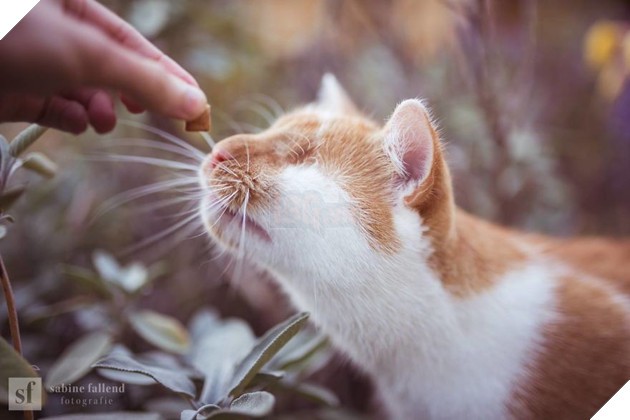Chùm ảnh về chú mèo không mắt nhưng biết nhìn ngắm cuộc đời bằng cả trái tim - Ảnh 11. Chùm ảnh về chú mèo không mắt nhưng biết nhìn ngắm cuộc đời bằng cả trái tim - Ảnh 11.