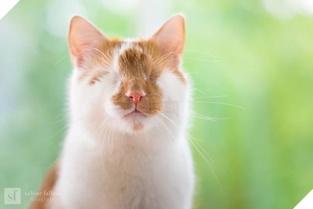 Chùm ảnh về chú mèo không mắt nhưng biết nhìn ngắm cuộc đời bằng cả trái tim - Ảnh 3. Chùm ảnh về chú mèo không mắt nhưng biết nhìn ngắm cuộc đời bằng cả trái tim - Ảnh 3.