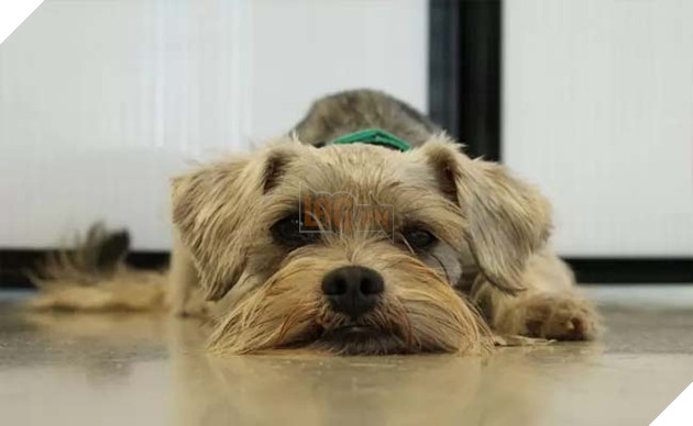 giống chó Miniature Schnauzer