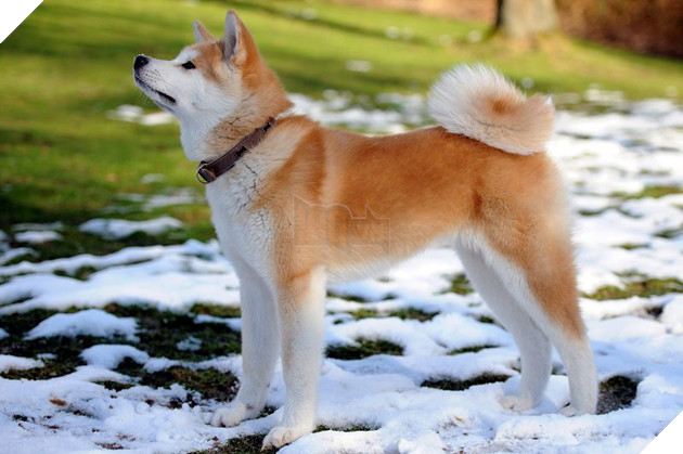 Chó Akita Inu thuần chủng. Mua bán chó Akita giá bao nhiêu ở Việt Nam?