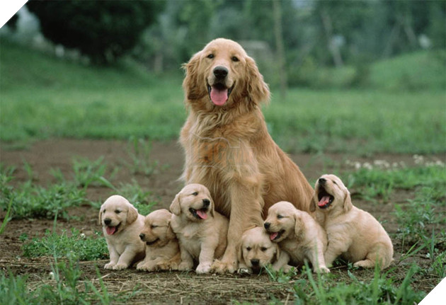 cách chăm sóc chó con