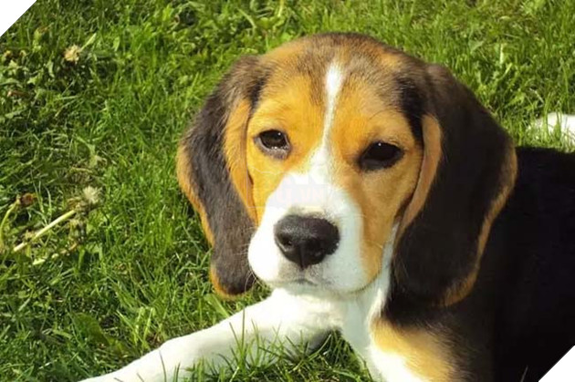 giống chó beagle thuần chủng