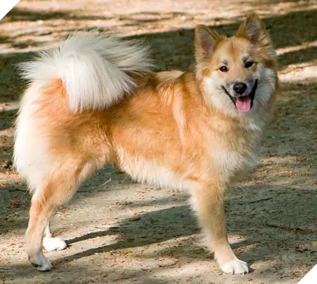 giống chó chăn cừu iceland