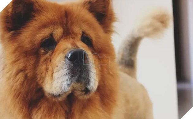 giống chó chow chow thuần chủng