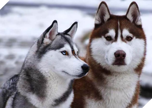 thông tin giống chó husky
