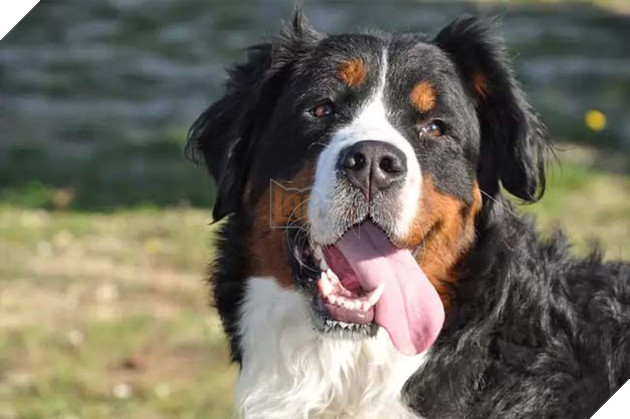 giống chó núi Bernese