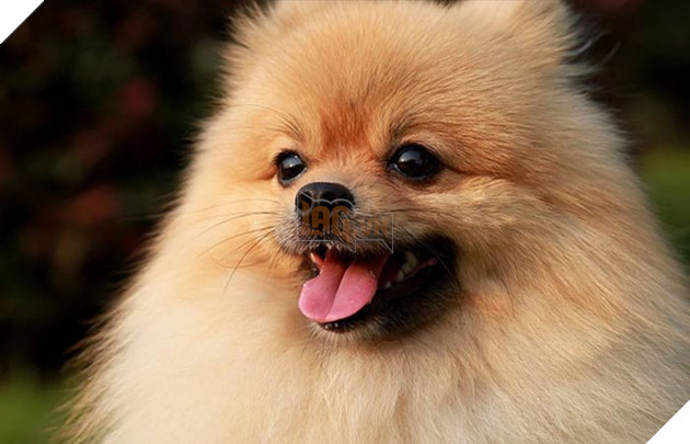 thông tin cơ bản về giống chó phốc sóc