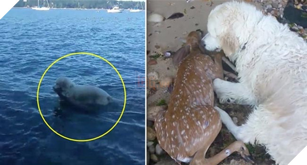 chú chó golden tốt bụng