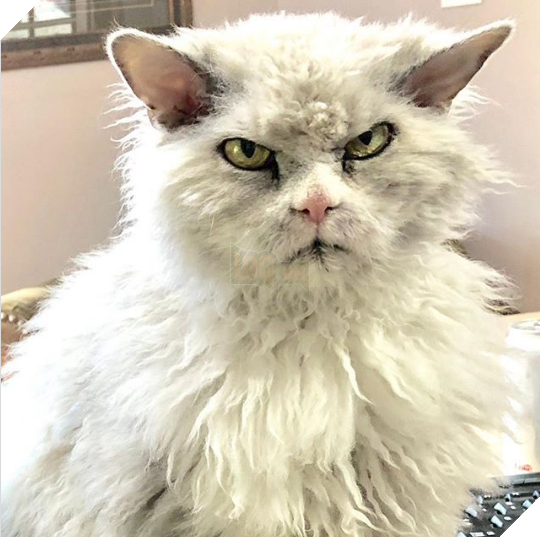 Gặp gỡ Albert: Con mèo lông xoăn trông lúc nào cũng cáu bẳn cục súc đang là hiện tượng MXH - Ảnh 2.